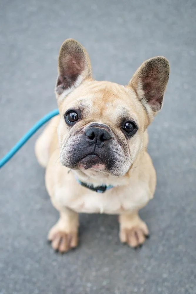 An adult medium-sized female Brown / Chocolate French Bulldog dog named Frannie for adoption in Frankfort, NY