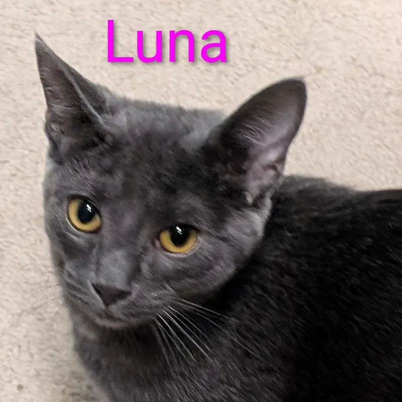 Luna