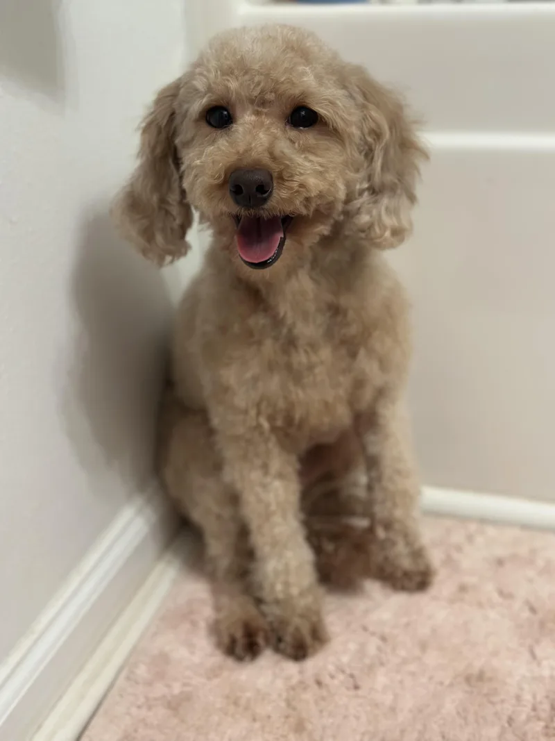 An adult small-sized female Miniature Poodle dog named Thalia for adoption in Atlanta, GA