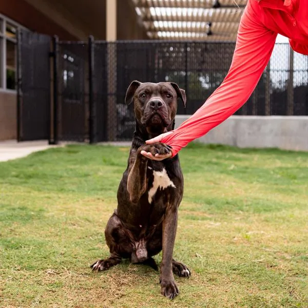 An adult medium-sized male Pit Bull Terrier dog named Pen C Old Man for adoption in Lawrenceville, GA