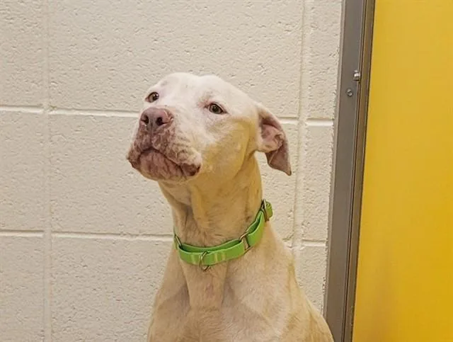 A young large-sized female Pit Bull Terrier dog named Dulcie for adoption in Tucson, AZ