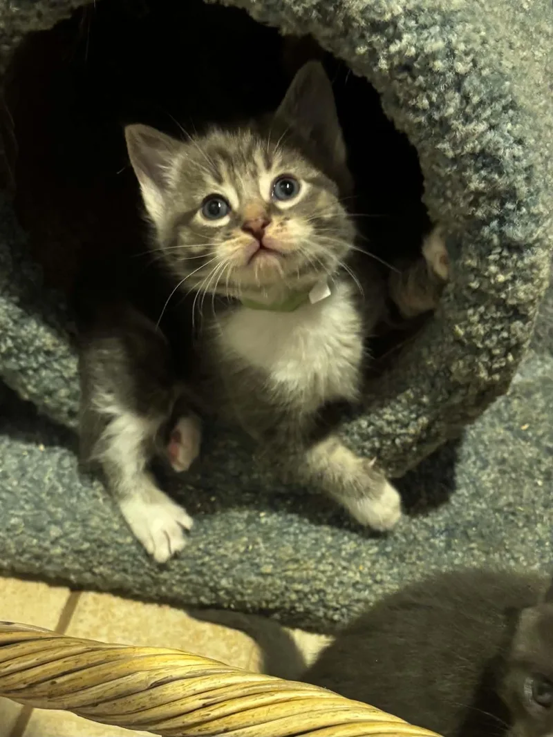 A baby medium-sized female Tabby (Gray / Blue / Silver) Domestic Short Hair cat named Stormy for adoption in Westfield, MA