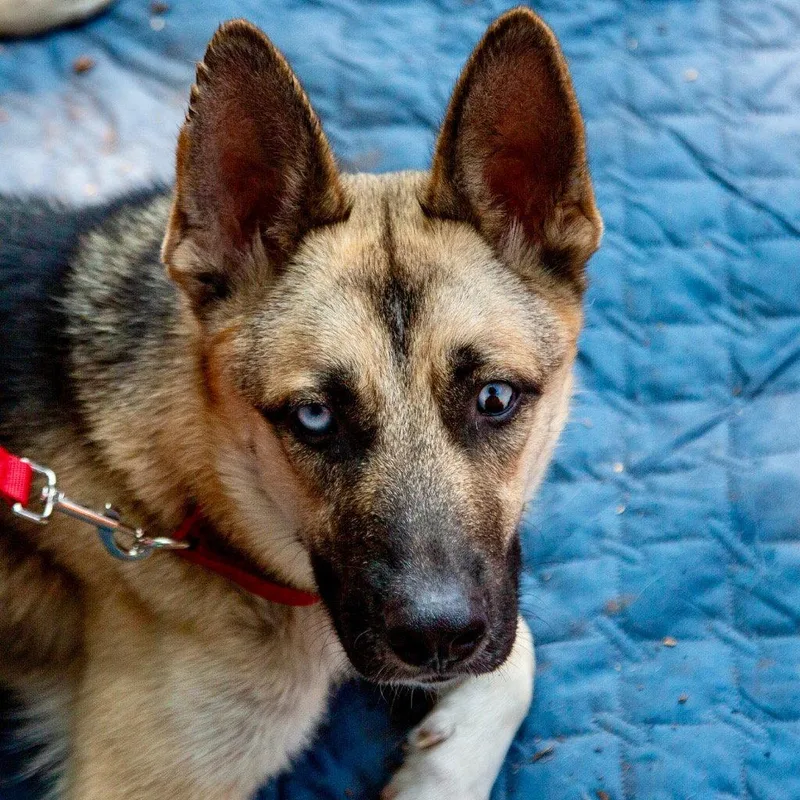 A young large-sized male German Shepherd Dog dog named Locke for adoption in Bloomfield, CT