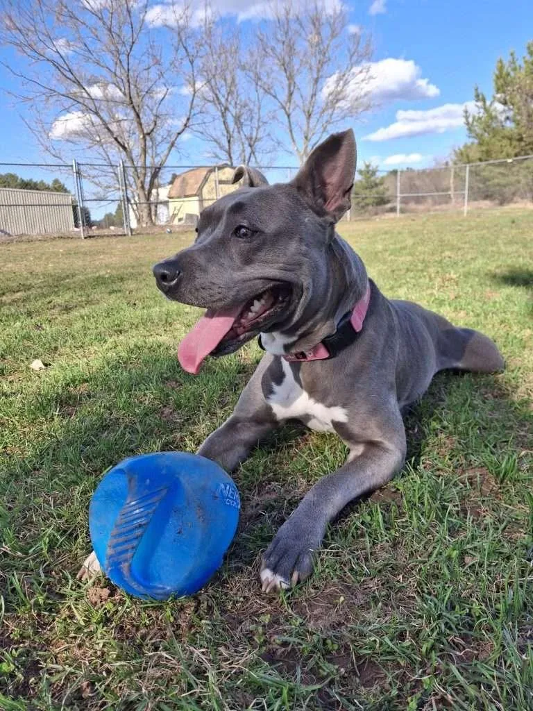 Otto