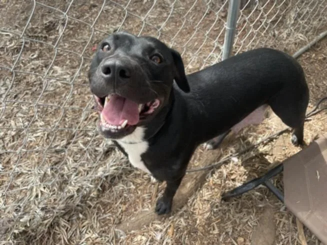 A young medium-sized female American Staffordshire Terrier dog named Fatima for adoption in Van Nuys, CA
