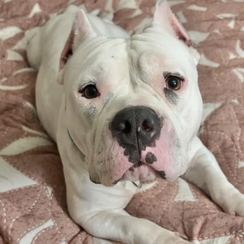 An adult medium-sized female White / Cream American Bulldog dog named Melly for adoption in LOXAHATCHEE, FL
