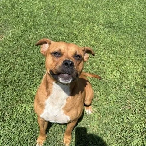 A young medium-sized female Brown / Chocolate Pit Bull Terrier dog named Laffy for adoption in Dinwiddie, VA
