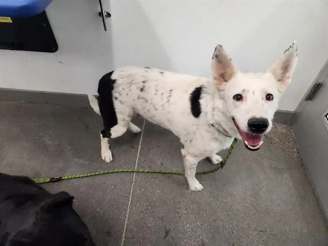 An adult medium-sized male Border Collie dog named Milo for adoption in Mesa, AZ