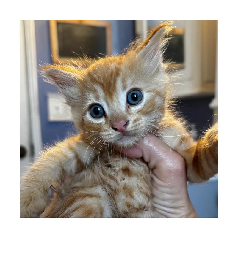 A baby small-sized male Orange / Red Domestic Short Hair cat named Eeyore for adoption in San Pedro, CA