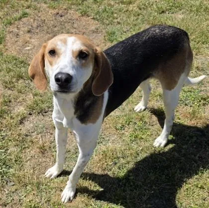 A young large-sized female Treeing Walker Coonhound dog named Mauve for adoption in Conway, SC