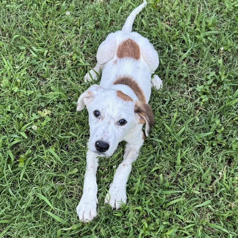 A baby medium-sized male Yellow / Tan / Blond / Fawn Cattle Dog dog named Matt for adoption in Brownsboro, AL