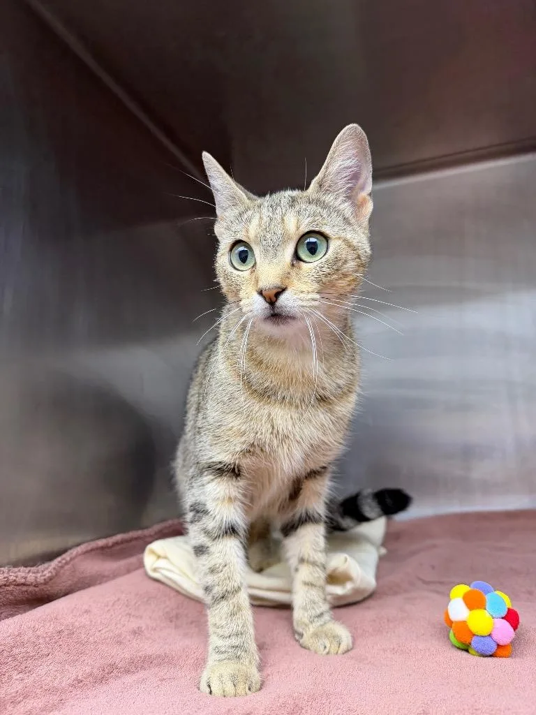 A young medium-sized female Domestic Short Hair cat named Jahayra for adoption in Pomona, NY