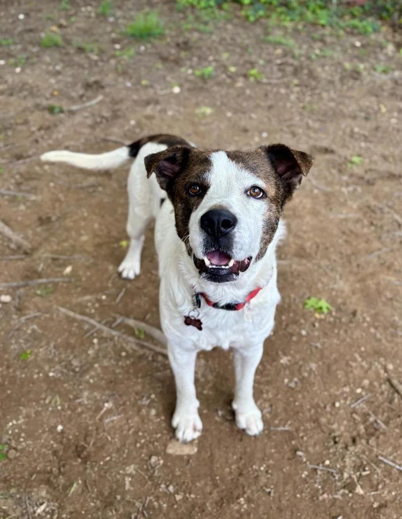 A young large-sized male Cattle Dog dog named Finn for adoption in New Braunfels, TX