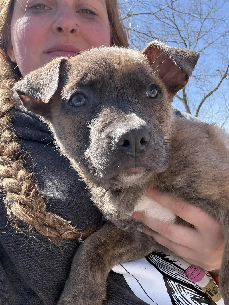 A baby medium-sized male Mixed Breed dog named Kirk for adoption in Holbrook, NY