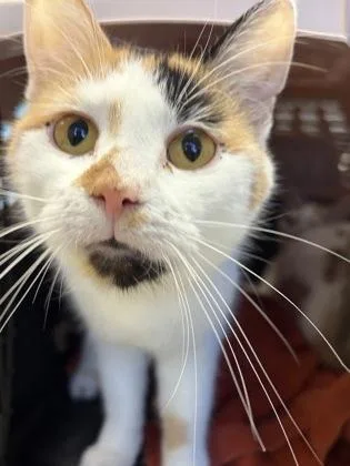 An adult small-sized female Domestic Short Hair cat named Quicksilver for adoption in West Chester, PA
