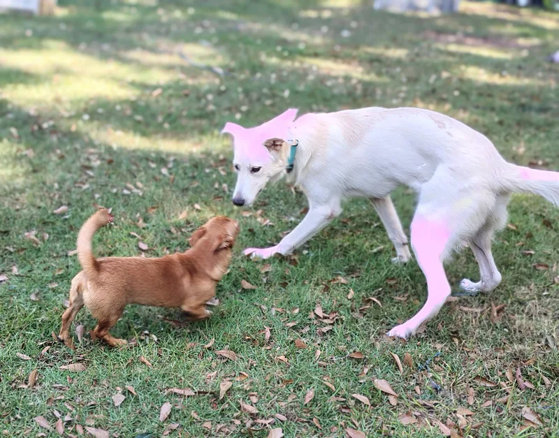 Peaches thumbnail 2