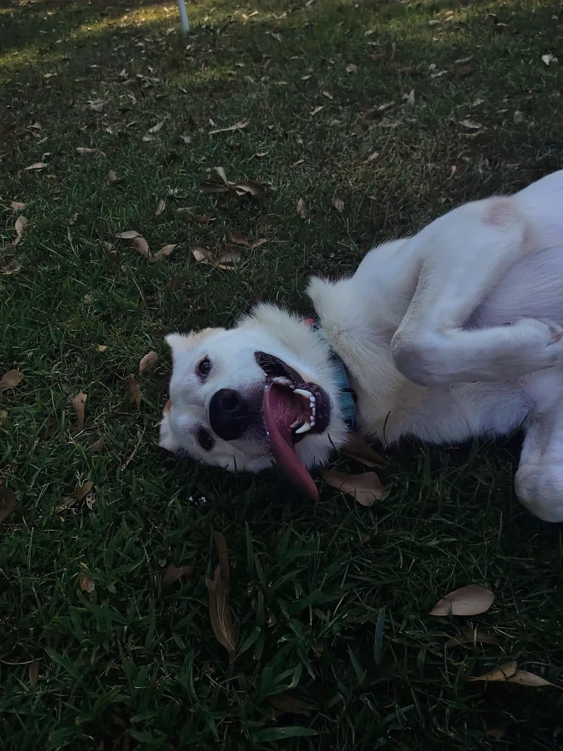 Peaches thumbnail 3