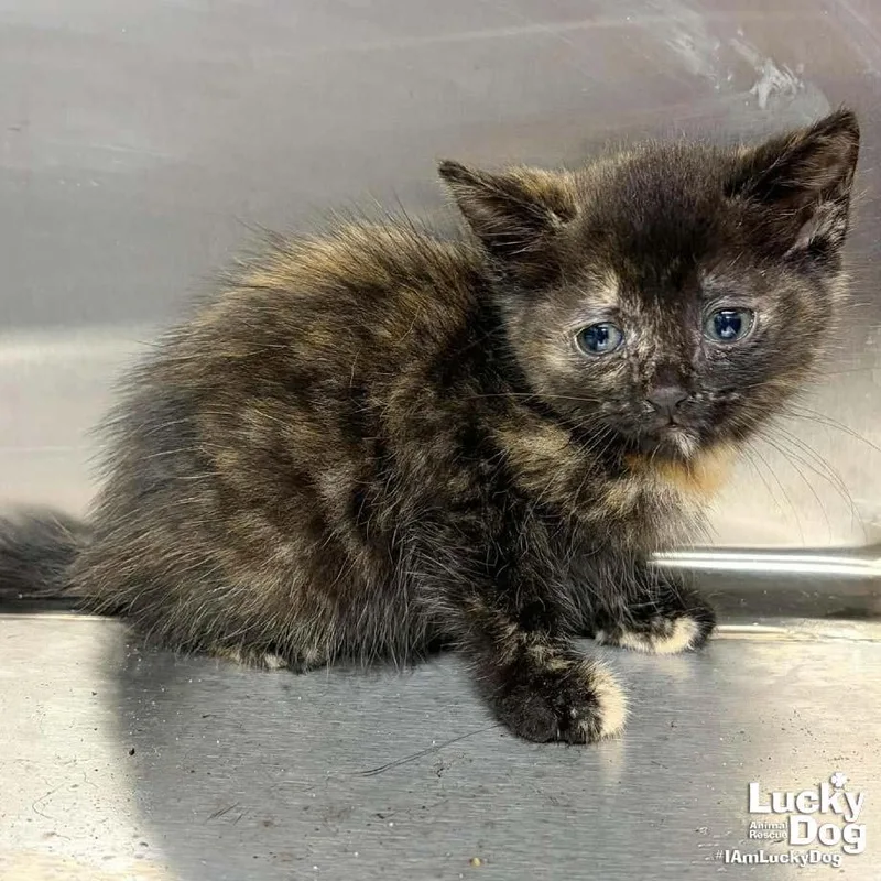 A baby medium-sized female Domestic Short Hair cat named Tina for adoption in Washington, DC
