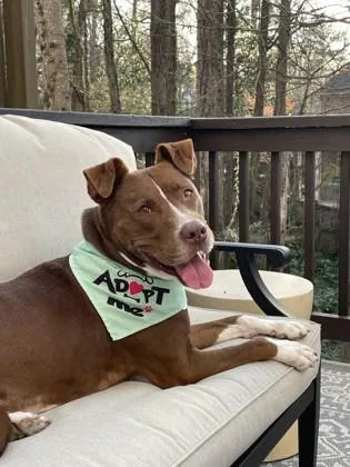 An adult large-sized female Pit Bull Terrier dog named Frappe for adoption in Atlanta, GA