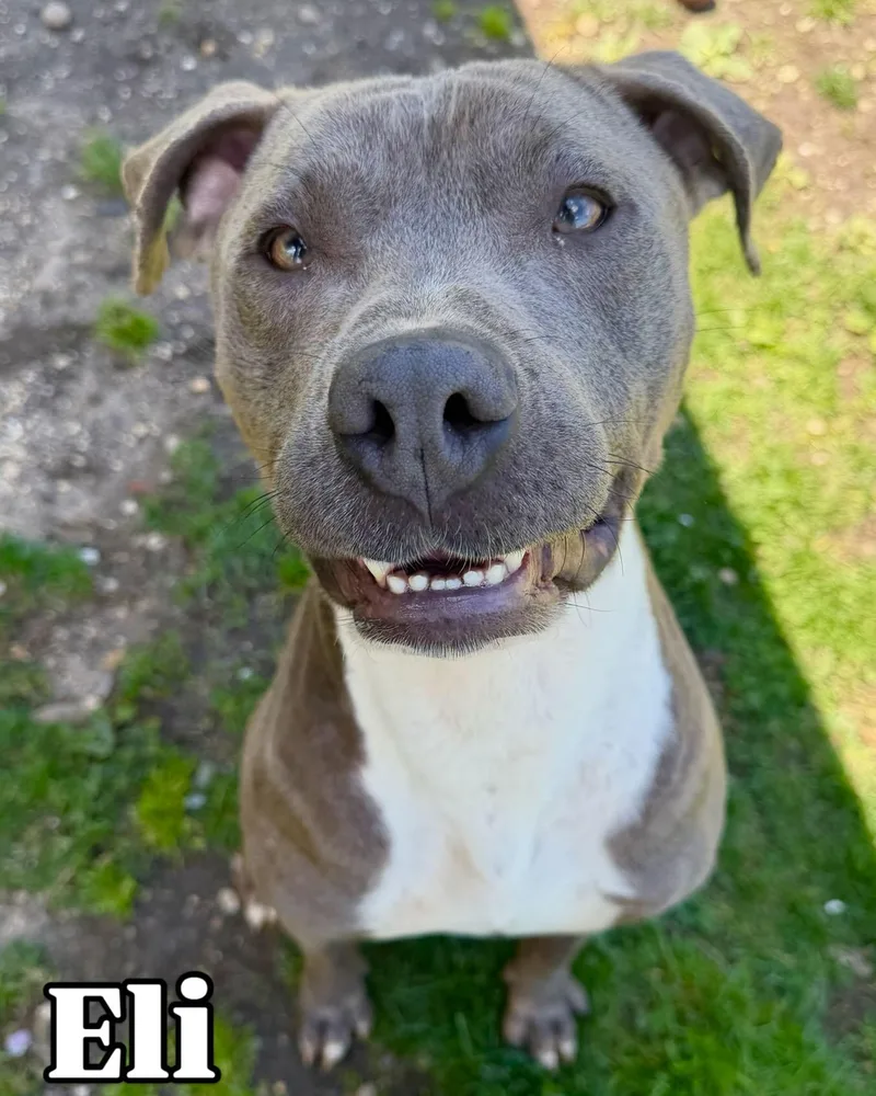 A young large-sized male Gray / Blue / Silver Pit Bull Terrier dog named Eli Tag for adoption in Central Islip, NY