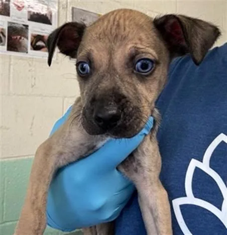 A baby small-sized male Pit Bull Terrier dog named Nore for adoption in Sacramento, CA