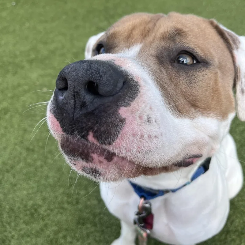 An adult large-sized male Brown / Chocolate Pit Bull Terrier dog named Mason for adoption in Nashville, IN