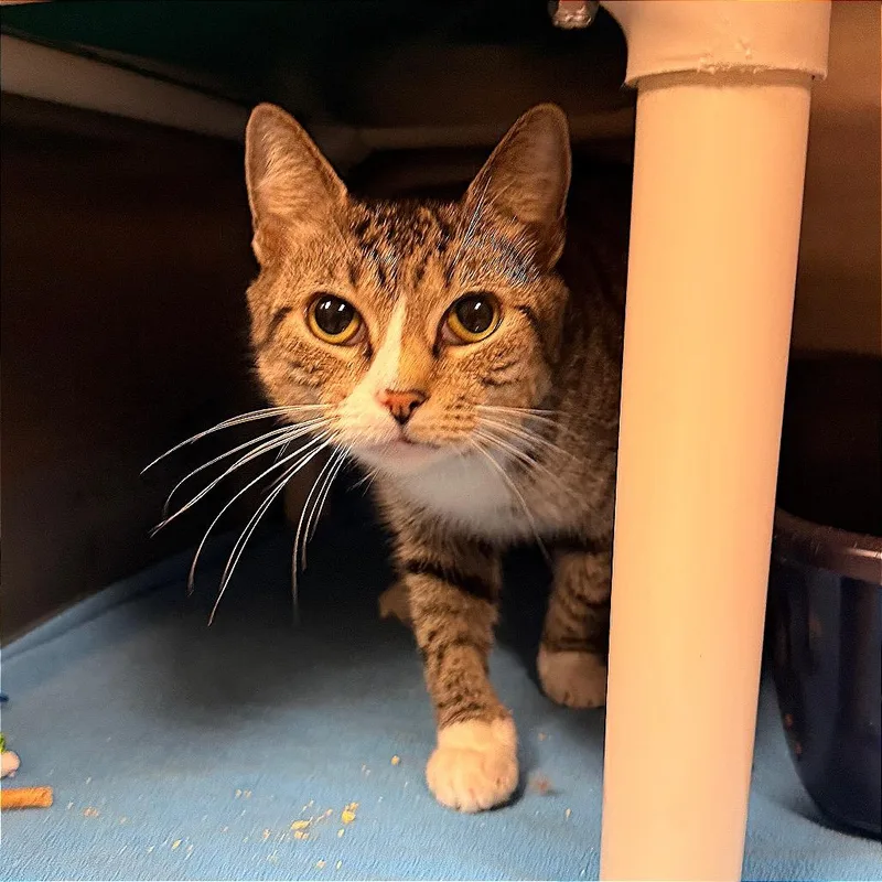 A young medium-sized female Brown / Chocolate Domestic Short Hair cat named Pina Colada for adoption in Fredericksburg, VA