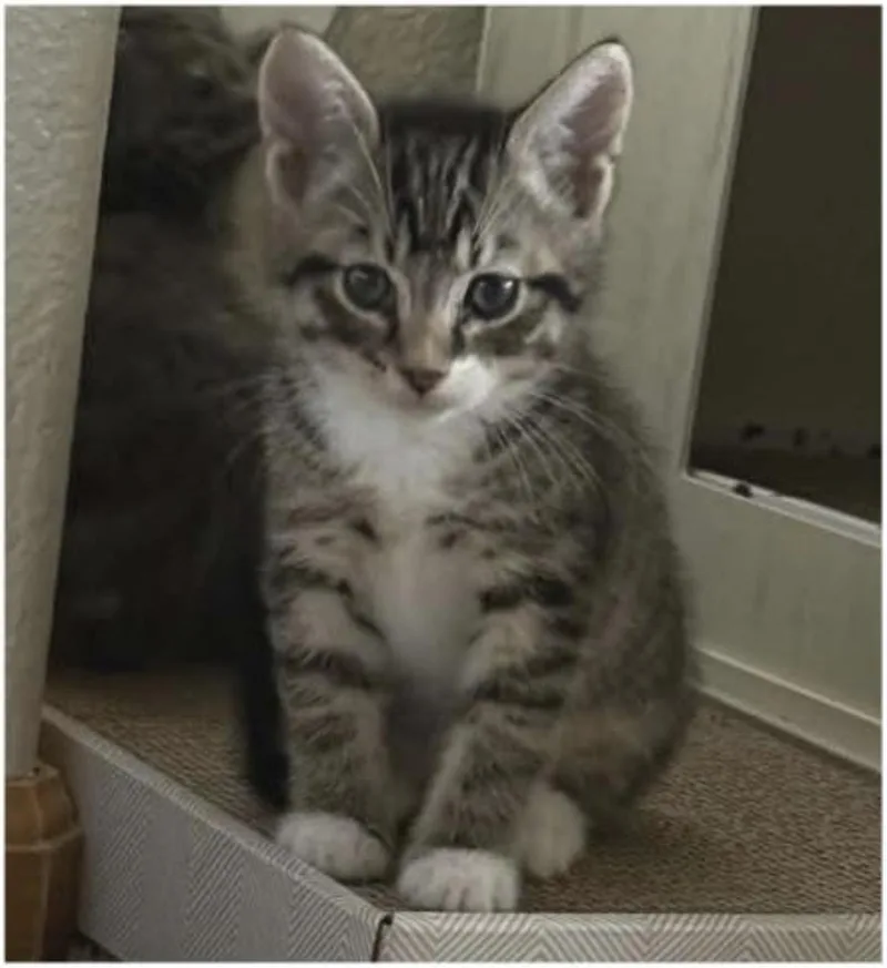 A baby medium-sized male Tabby (Brown / Chocolate) Domestic Short Hair cat named Rocky Road for adoption in Eugene, OR