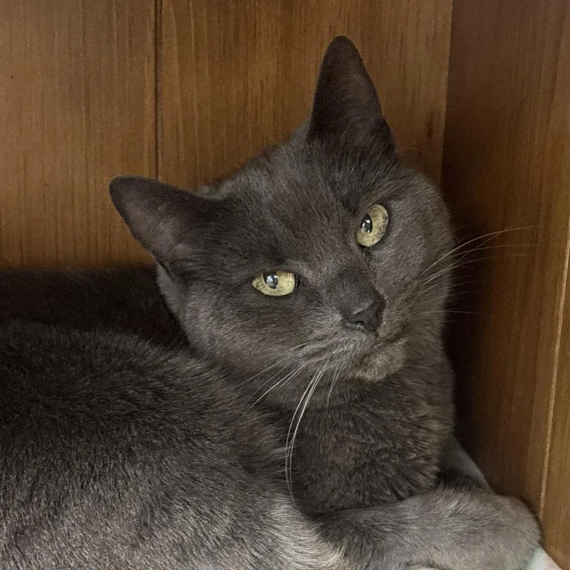 A senior medium-sized female Gray / Blue / Silver Domestic Short Hair cat named Zoe for adoption in Kennett Square, PA