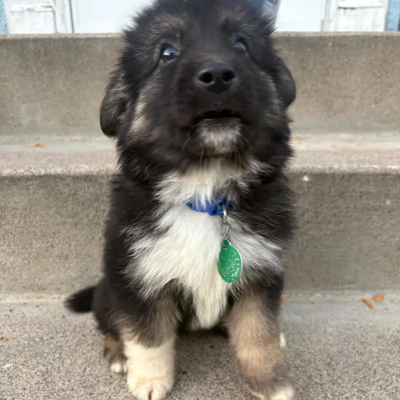 A baby small-sized male Black Mixed Breed dog named Hendrix for adoption in Buffalo, MN
