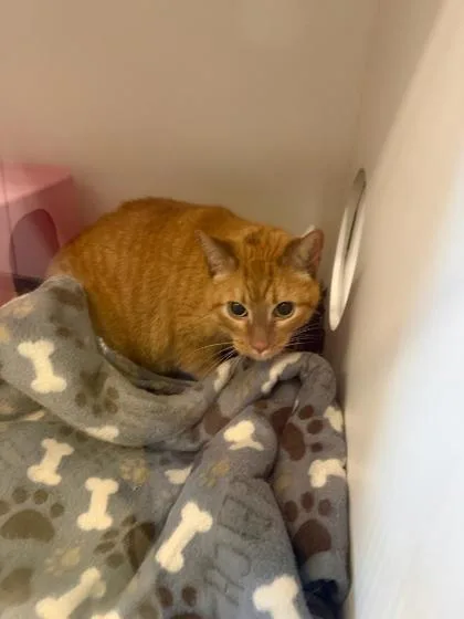 An adult small-sized male Domestic Short Hair cat named Woodson for adoption in Janesville, WI