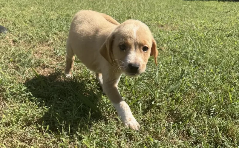 A young medium-sized female Yellow / Tan / Blond / Fawn Labrador Retriever dog named Bella for adoption in Vicksburg, MS