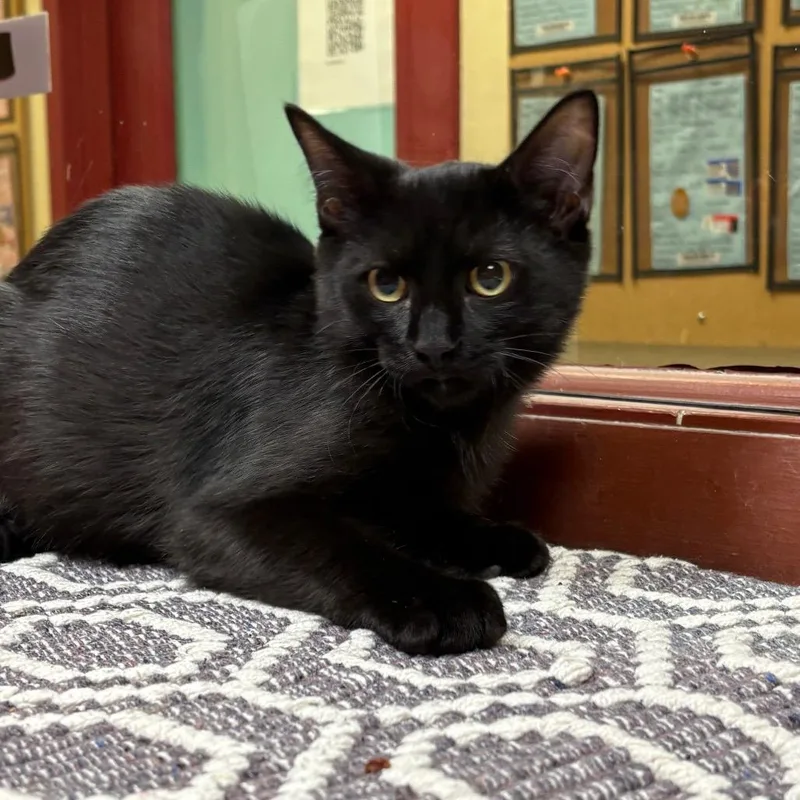 A baby small-sized male Domestic Short Hair cat named Wisp for adoption in Shinnston, WV