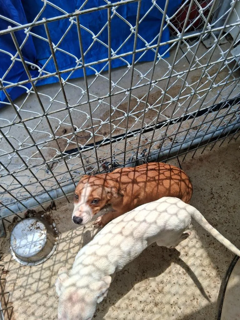 A baby small-sized male Terrier dog named Michael Angelo for adoption in Brownwood, TX