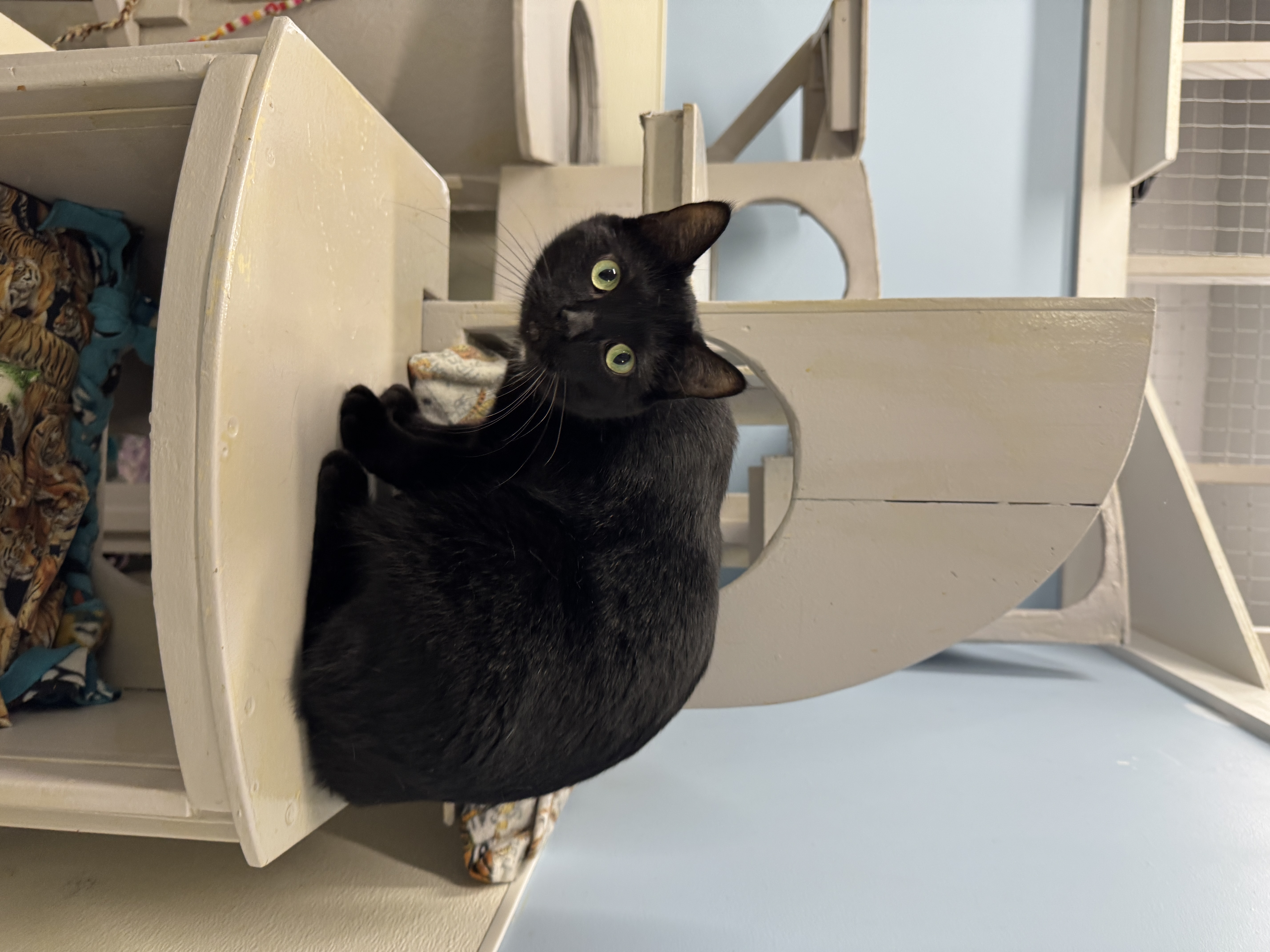 An adult medium-sized female Domestic Short Hair cat named Kit Kat for adoption in Wayland, MI