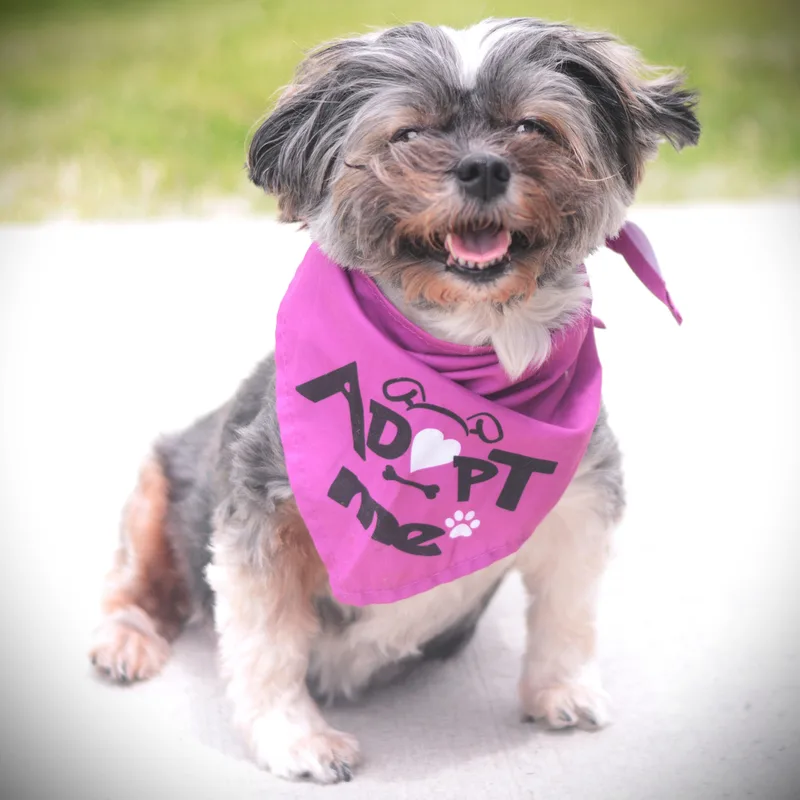 An adult small-sized female Brown / Chocolate Havanese dog named Karlee for adoption in Amsterdam, NY