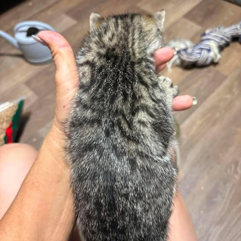 A baby medium-sized female Tabby (Buff / Tan / Fawn) Domestic Short Hair cat named Stefani for adoption in Caldwell, TX