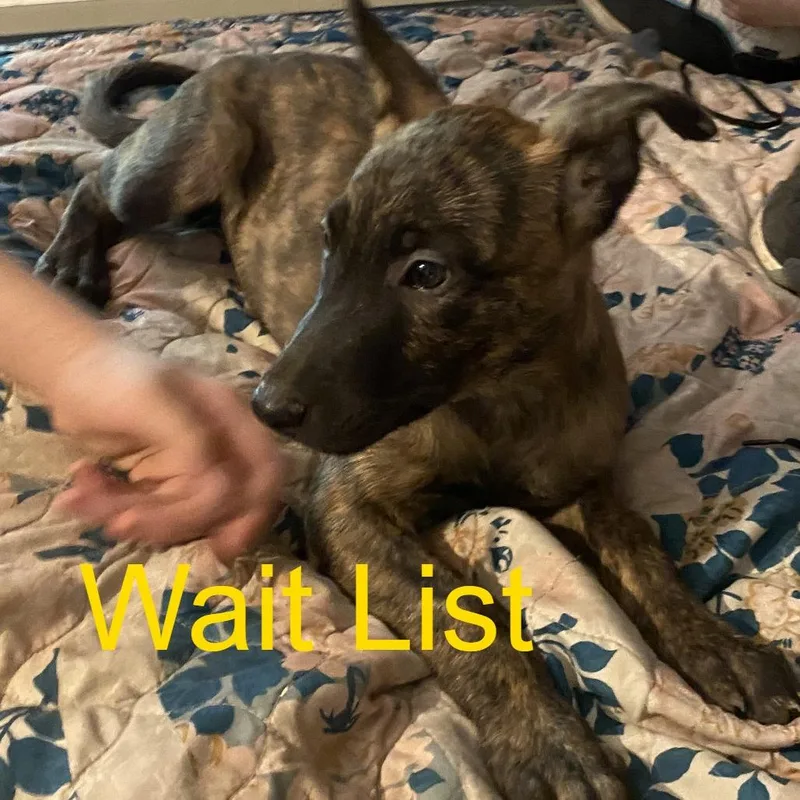A baby medium-sized female Brindle Belgian Shepherd / Malinois dog named Floppy for adoption in Livingston, TX