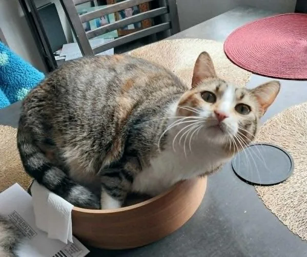 An adult medium-sized female Domestic Short Hair cat named Zoe for adoption in Oceanside, CA