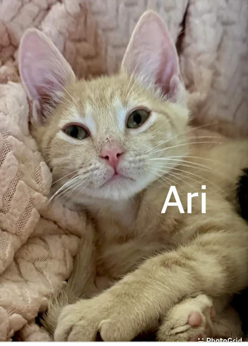 A baby medium-sized male Tabby (Orange / Red) Domestic Short Hair cat named Ari for adoption in Owasso, OK