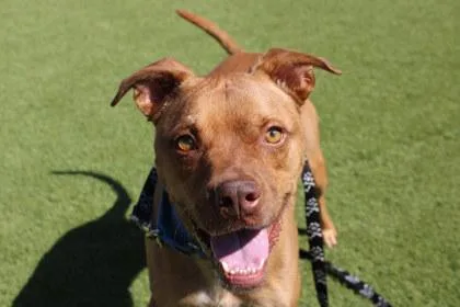 An adult medium-sized male Pit Bull Terrier dog named Chase for adoption in Kansas City, MO