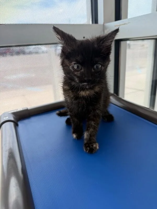 A young medium-sized female Tortoiseshell cat named Maple for adoption in Hobbs, NM