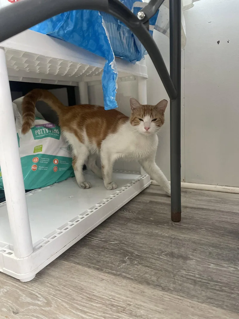 A young medium-sized male Orange & White Domestic Short Hair cat named Ali for adoption in Trenton, NJ
