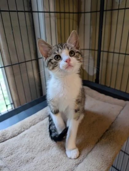 A baby small-sized female Domestic Short Hair cat named Fishstick for adoption in Bloomsburg, PA