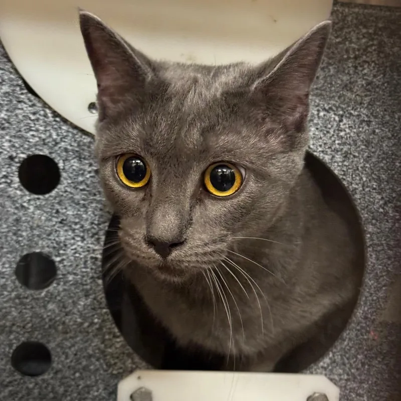 A young large-sized female Gray / Blue / Silver Domestic Short Hair cat named Grape for adoption in Birmingham, AL