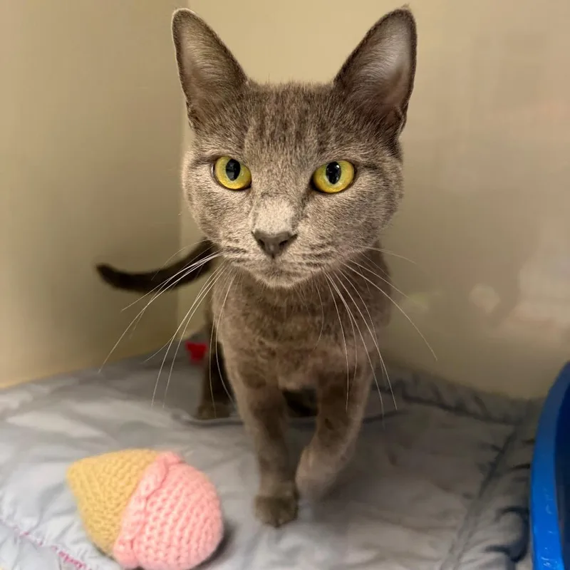 An adult medium-sized female Gray / Blue / Silver Domestic Short Hair cat named Despina for adoption in East Hanover, NJ