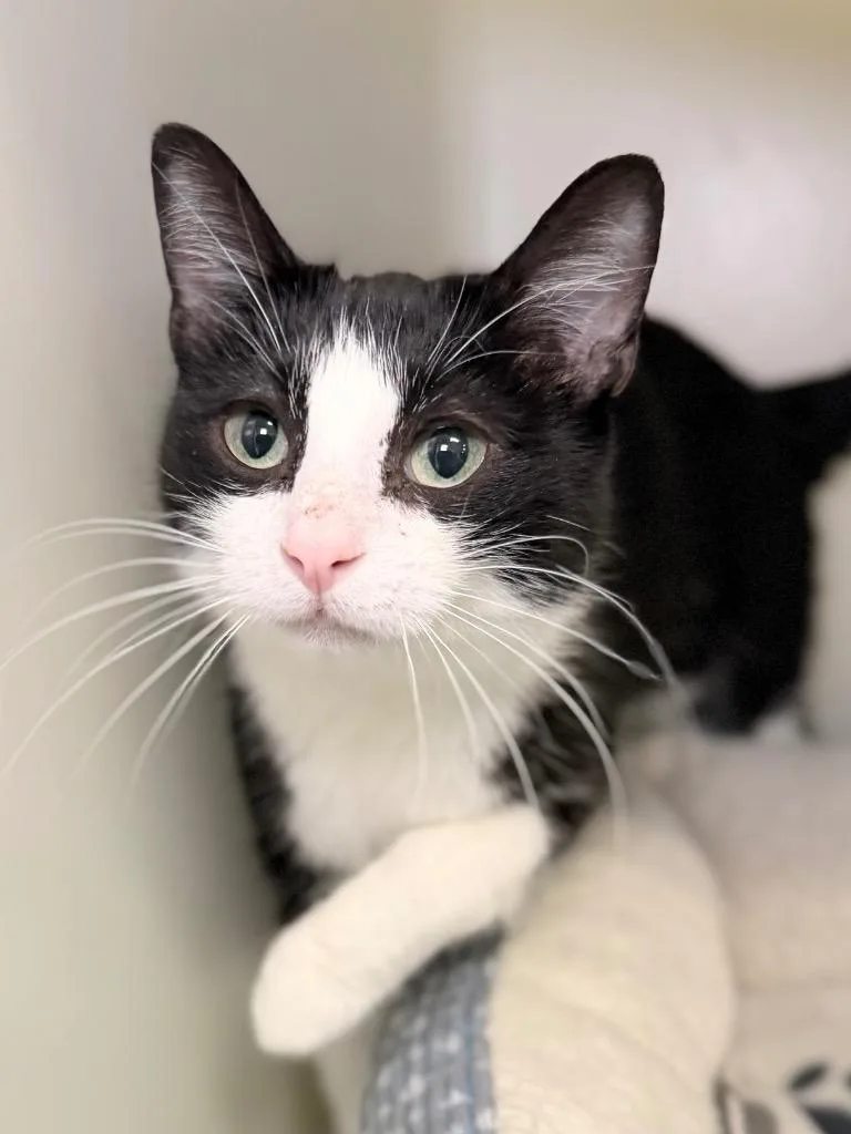 An adult medium-sized female Domestic Short Hair cat named Xenon for adoption in Menomonie, WI
