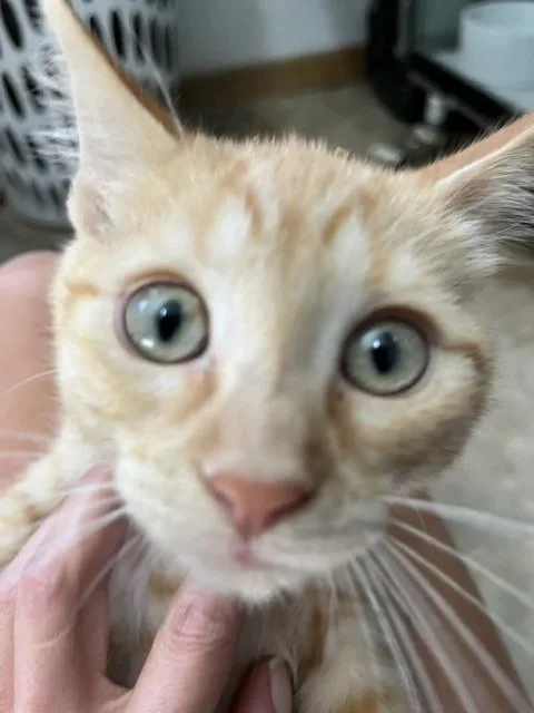 A baby small-sized female Tabby (Orange / Red) Domestic Short Hair cat named Amity for adoption in Anoka, MN