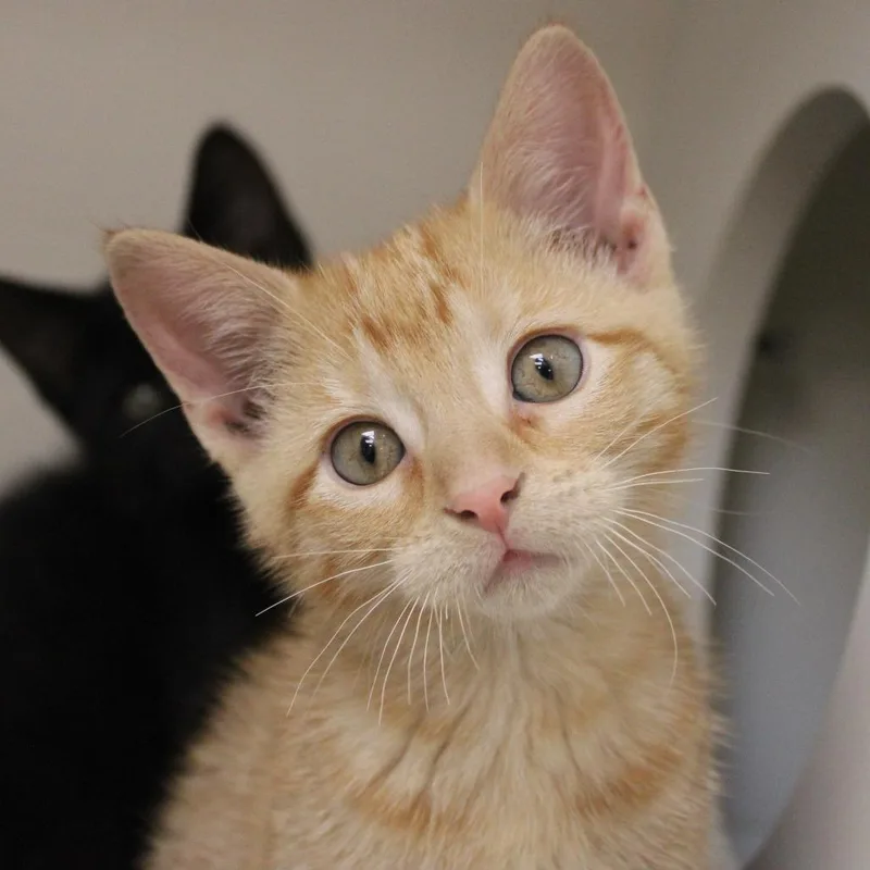 A baby small-sized female Orange / Red Domestic Short Hair cat named Noodle for adoption in Champaign, IL