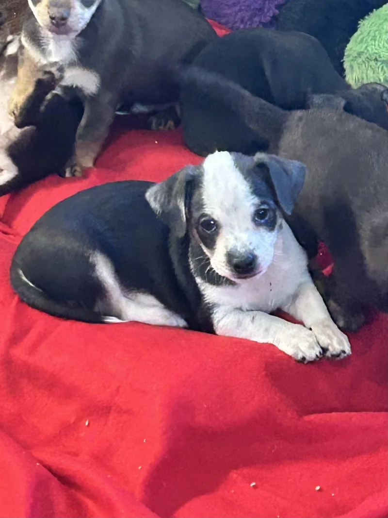 A baby small-sized male Chihuahua dog named Hondo for adoption in Elyria, OH